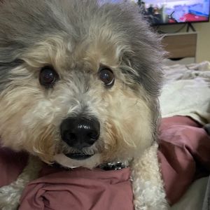 Meet your Posher, Marcie